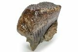 Fossil Woolly Mammoth Lower M Molar - Nice Roots #238754-3